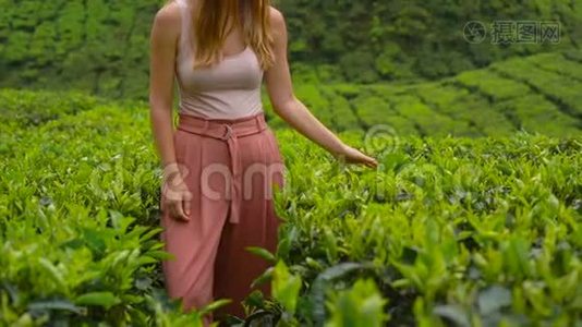 一名年轻女子参观高地茶园的慢镜头。新鲜，茶的概念视频