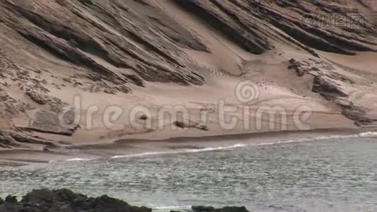海狮在沙质海岸加拉帕戈斯群岛放松。视频