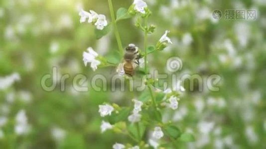 蜜蜂授粉与花朵特写视频