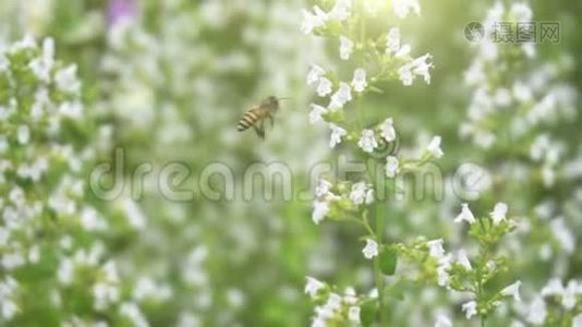 蜜蜂授粉与花朵特写视频