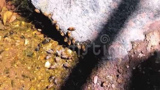 从河中的岩石上喝水的蜂蜜蜜蜂防杀虫剂视频