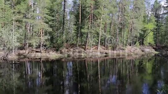 西伯利亚河水泛滥. 水中松树的倒影视频