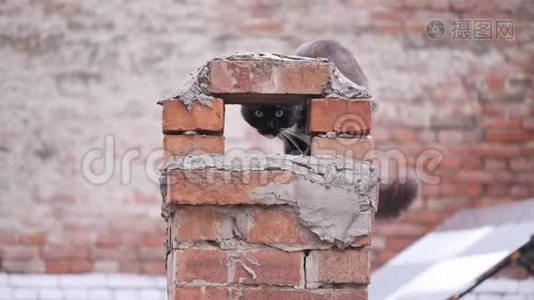 一只黑白猫正坐在屋顶上看着相机。视频