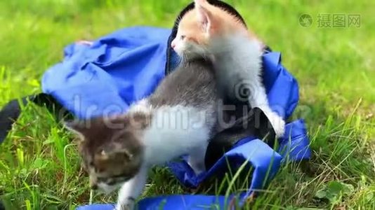 两只可爱的小猫第一次在户外从袋子里看。视频