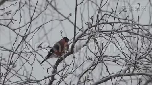 冬天鸟儿坐在树枝上视频