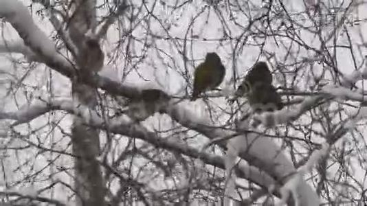 冬天鸟儿坐在树枝上视频