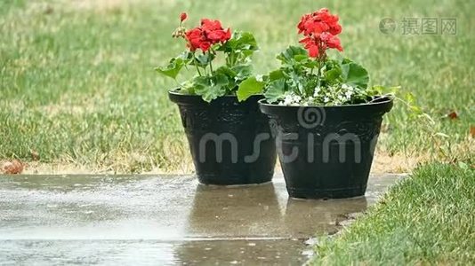 春雨时，外面的红天竺葵花在花盆里。视频