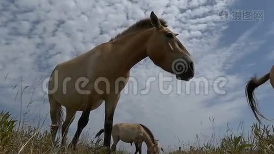 两匹德宗加利亚马在斯洛莫的草地上吃草视频