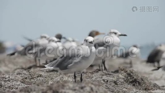 一群海鸥视频