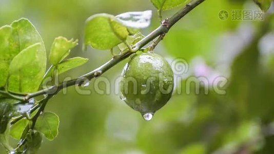 雨水从石灰水中流出视频