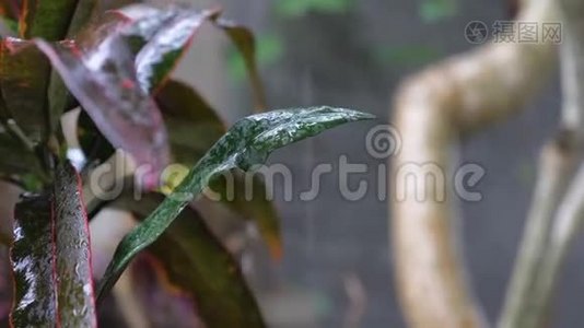 巴厘岛的热带暴雨..视频