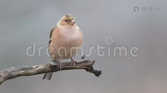 普通的Chaffinch Fringilla Coelebs坐在树枝上视频