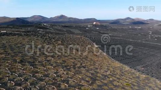 兰萨罗特火山土壤葡萄园，鸟瞰视频