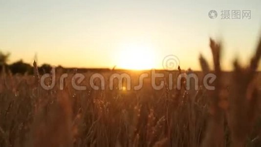 镜头缓慢地穿过麦田的金色成熟的耳朵，对着天空和日落的太阳。 收获丰富视频