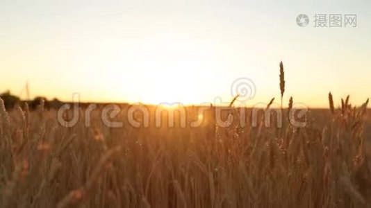 镜头缓慢地穿过麦田的金色成熟的耳朵，对着天空和日落的太阳。 收获丰富视频