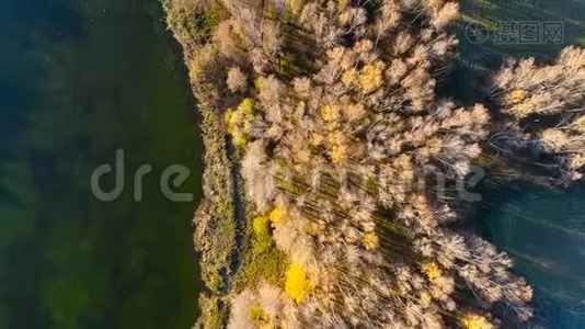 鸟瞰：黄色野生森林和水视频