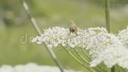 小蜜蜂在夏花上采集花粉视频