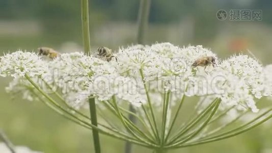 蜜蜂在夏季草甸的白花上采集花粉视频