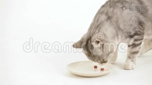 猫吃盘子里的食物视频