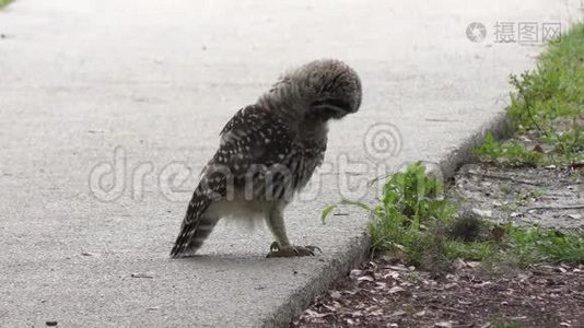 一只小猫头鹰在玩毛毛虫视频