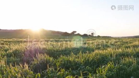 夕阳下的嫩绿色小穗视频