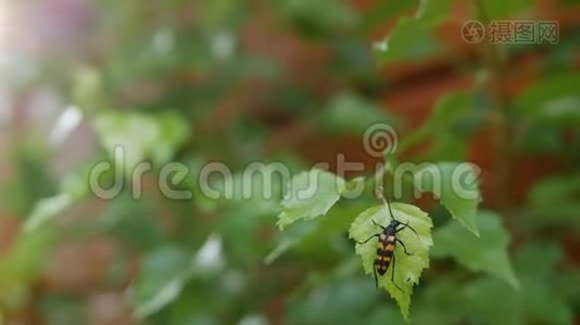 一只黑橙色甲虫在绿叶上的特写镜头视频