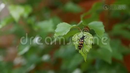 一只黑橙色甲虫在绿叶上的特写镜头视频