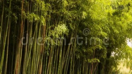 竹树林。 克里米亚南部海岸视频