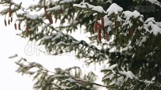 森林中的树枝上有一棵圆锥形的树。 冬季降雪时常绿云杉。 漂亮的圣诞背景，漂亮视频