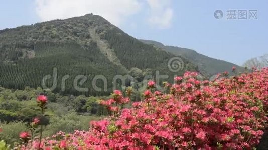 红色杜鹃花和小山视频