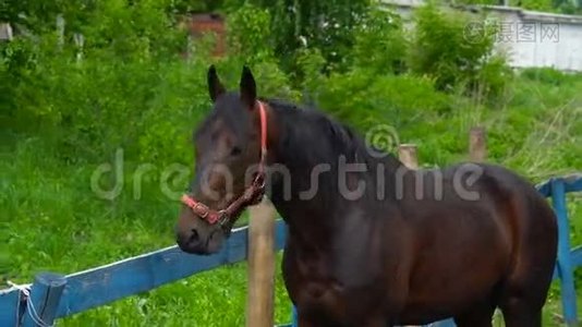 一匹黑鬃毛的深棕色马在木栅栏上擦着头。 马在马厩旁边的围场里。视频