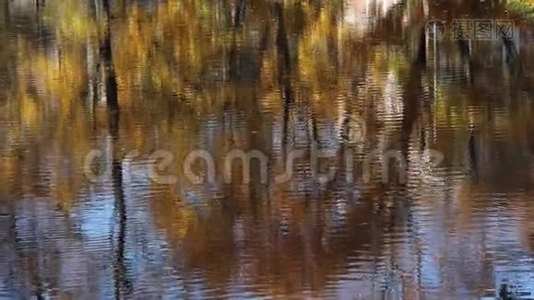 秋天的倒影在水中的秋叶。视频