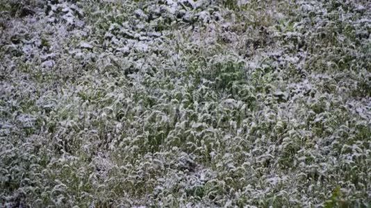 异常天气。 4月的春天，白雪皑皑视频