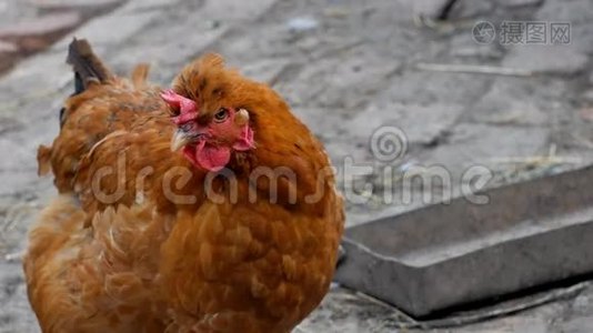 农场自制红鸡的特写视频