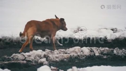 冬天，无家可归的灰狗在雪街上奔跑。 慢动作视频