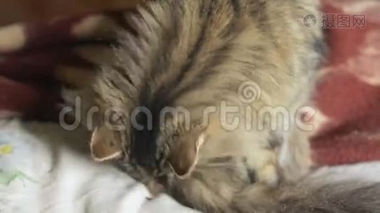 毛茸茸的西伯利亚猫躺在床上舔她的皮毛。视频