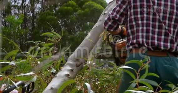 伐木工人检查森林4k的树干视频