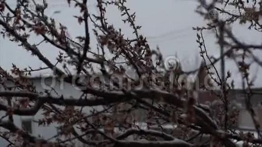 四月下雪。 异常现象.. 雪中一枝开花杏..视频