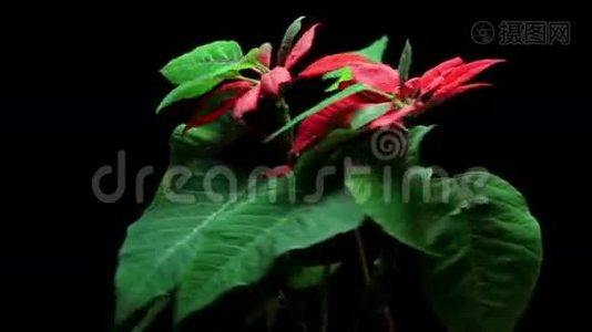 圣诞植物一品红视频