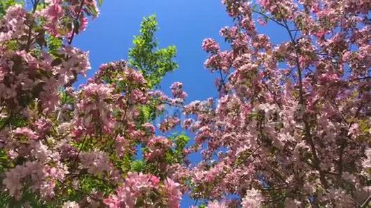 在蓝天的背景下，盛开的粉红色苹果树枝在风中移动视频