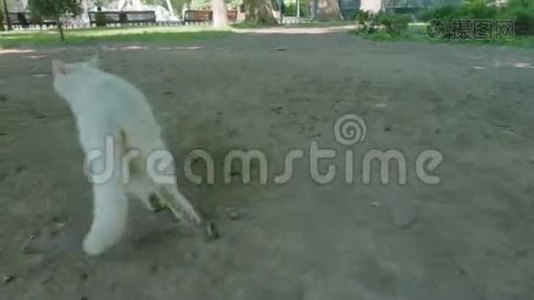 敖德萨市公园的流浪白猫视频