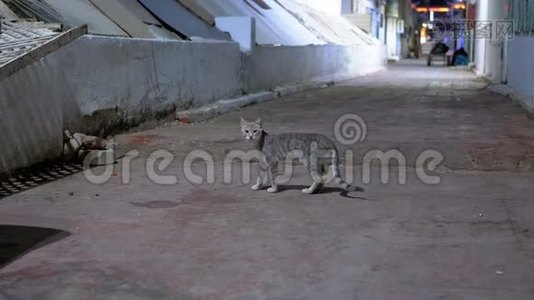 一只灰色流浪猫在肮脏的街道上视频