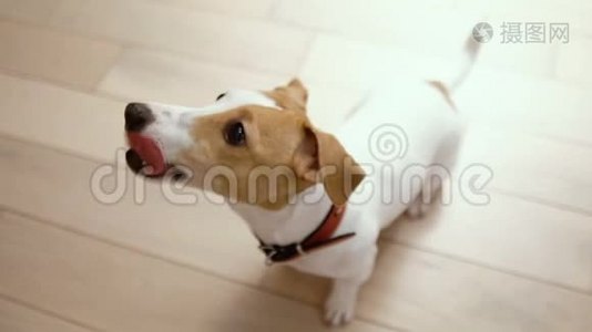 活泼好动的小狗杰克·罗素视频