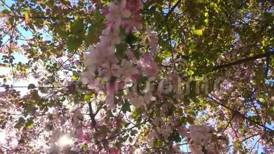 在蓝天的背景下，盛开的粉红色苹果树枝在风中移动视频