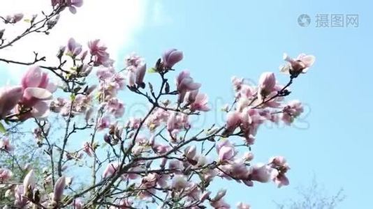 蓝天花园中美丽的木兰的特写视频