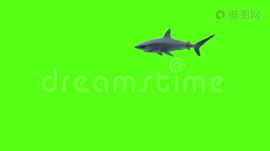鲨鱼-孤独者游泳，绿色背景下的鲨鱼，三维渲染视频