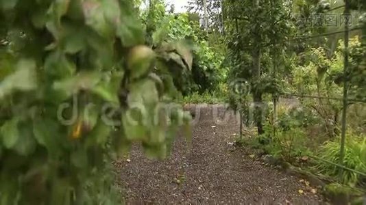 树木和蔬菜农场视频