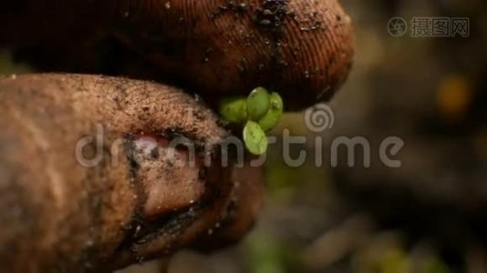 农民用手在地球上种植植物视频