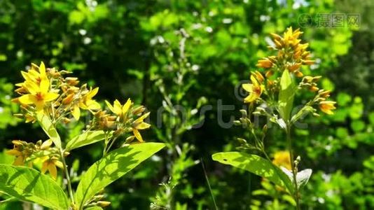 夏天的花在森林里的一片草地上。视频