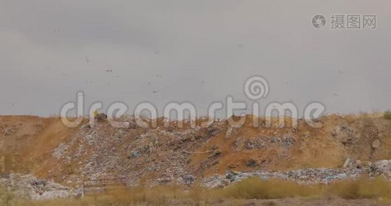 垃圾填埋。 对自然的污染。 垃圾填埋场上空的海鸥视频